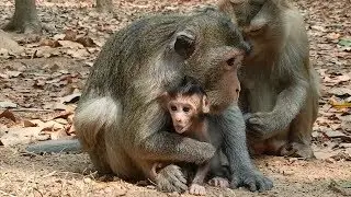 Wow! so cute baby monkey Maci wanna playing | Baby monkey look so lovely