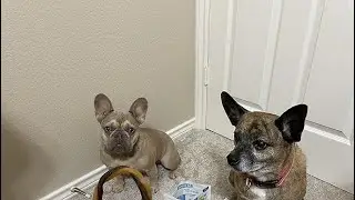 What I noticed about these puppy teething rings
