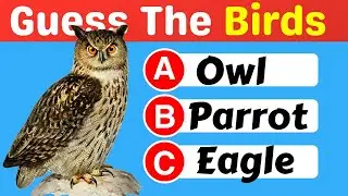 Can You Name These Birds  Fun English Vocabulary Quiz  Guess The Bird Quiz 🦜  Baali Cartoons