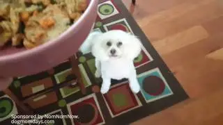 Taste Testing NomNomNow