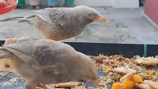 🐦👆#SkyFire is on live 🐿#birds #birdseating💞