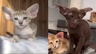 CUTE ORIENTAL CAT MOMENTS