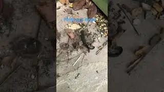Finding a Newt #viral #animals #nature  #wildlife #newts