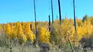 Stunning Autumn Yellow Pine Trees Are Surrounding The Grand Canyon Right Now -Kaibab National Forest
