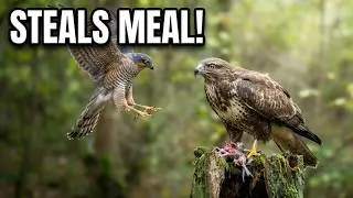 Sparrowhawk Steals Buzzard&rsquo;s Meal! | Campark (VOOPEAK) TC07 & TC22 Trail Camera Wildlife