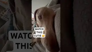 Watch Crew the Cute Puppy Dog Sleeping Maybe&hellip;#puppy #pets #like #subscribe #cute #viral