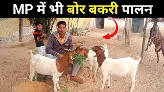 मध्य प्रदेश में भी बोर बकरी का पालन | Boer Goat farming in India| Harish Yadav