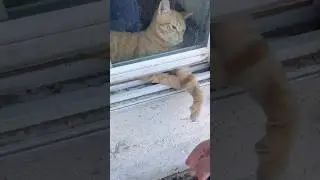 My gato is trying to run the fade