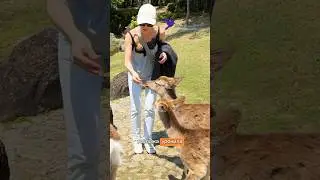 Самый модный маршрут &hellip; летим в Японию в мини группе весной на Сакуру, в ЛС в телеграмм @rtctravel
