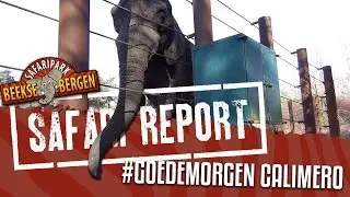 SAFARI REPORT | #53 GOEDEMORGEN CALIMERO
