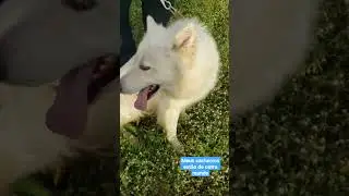 Dogs Math est&atilde;o de outro mundo