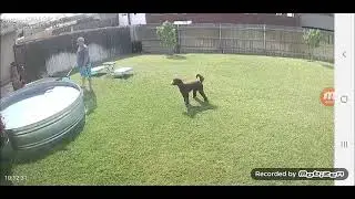 saveinsta cc 720p48 ferruginous hawk trying to grab dog