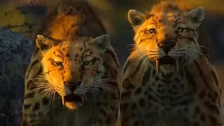 La Vita sul Nostro Pianeta [2023] Smilodonte Gracilis (Smilodon Brothers) Screen Time Ita