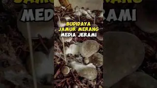 Budidaya Jamur Merang Media Jerami #idebisnis #peluangusaha #jamur #budidaya