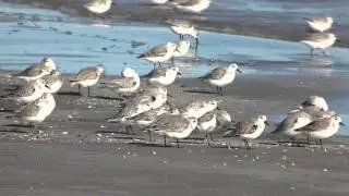 SANDERLINGS - Busibodies of the Beach