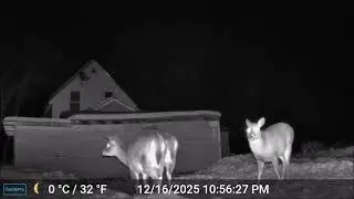 ASMR - Maine Highlands CritterCam.  Derby Hill Deer Soup Kitchen 12/16/25 E