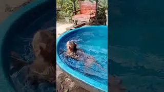 bath in pool alone   #youtube #youtubeshorts #shorts #animals #monkey #viralshorts #viralreels