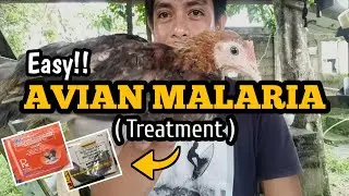 Paano gamutin ang AVIAN MALARIA? | Easy way to treat Avian Malaria
