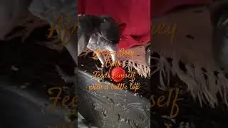 African grey parrot independence in holding container and feeding himself