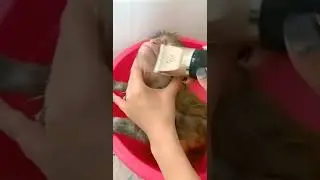 Daily care is important 😈 to cute 💕😘 monkey 🐒 too 😍🤩😀