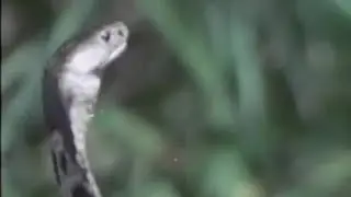 Close up of Hand Attacking Snake And Pouring Water In Its Mouth Video