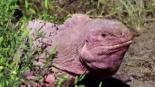 Endangered pink iguana hatchlings seen for first time