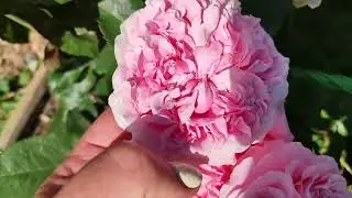 Роза-моя печалька.Алоха?И Маргарет Вильямс .июнь 22.