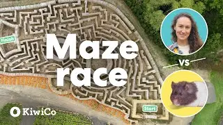 I Raced a Hamster in the Ultimate Maze Showdown | KiwiCo