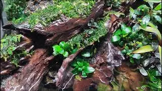 PALUDARIUM TANK : THE VOICE OF NATURE