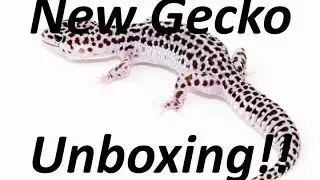 New Leopard Gecko Unboxing