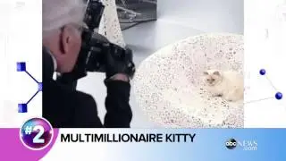 Cat Makes Millions for Famous Owner