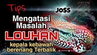 CARA MENGOBATI LOUHAN YG BERENANG KEBALIK, KEPALA DIBAWAH ( SWIM BLEDDER ) GELEMBUNG UDARA PECAH !!!