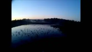 10 Gauge over and under Teal Ambush