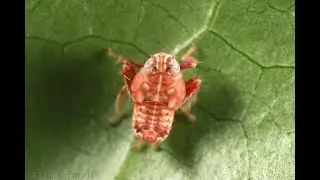 Jikradia sp. (Cicadellidae) leafhopper nymph