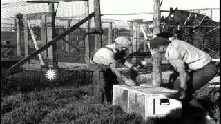The Fromm Bros Nieman & Co. silver fox farm in Thiensville Wisconsin...HD Stock Footage