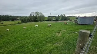 Morning Animal Check on our Lifestyle Block NZ before Weather Change!