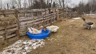 Toulouse Geese take a bath. Mar 17 2022