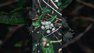 photo shoot Tutorial 📷 #shortvideo #youtubeshorts #flowers #youtubesreach #browsersearch#photography