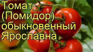 Томат обыкновенный Ярославна. Краткий обзор, описание характеристик, где купить саженцы Iaroslavna