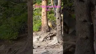 #fox sighting at #estespark  #wildlife ##rockymountainnationalpark #animals #nature #cute