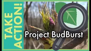 Project BudBurst: : TAKE ACTION! Citizen Science Challenge