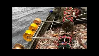 automatic squid jigging machine