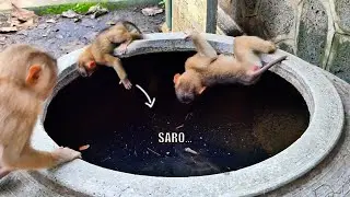 What does cute active baby monkey SARO want to do? SARO always busy moving nonstop fun to watch him