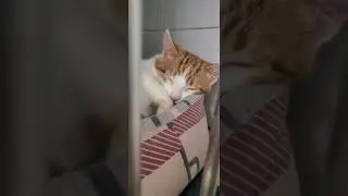 Аманда, Цветочек и Белый #cat 