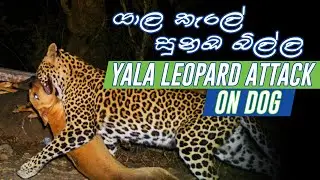 Leopard Attack on Dog at Yala