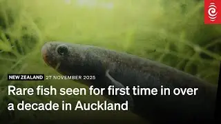 Rare fish seen for first time in over a decade in Auckland | RNZ