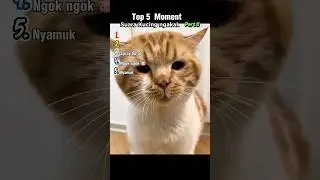 Top 5 Moment Suara Kucing Bikin Ngakak Part II