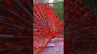 red peacock 🦚#shorts #shortsvideo