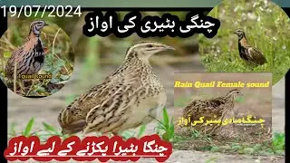 Rain Quail Female Viral video on Video For You page