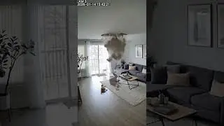 Hero Cat Saves Owner Seconds Before Ceiling Collapse | Real Home Security Footage